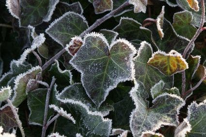 Grootbladige Klimop (Hedera Hibernica)