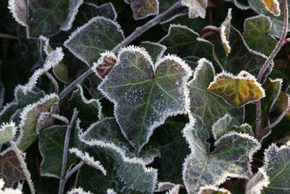  Grootbladige Klimop (Hedera Hibernica)