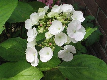  Hortensia (Hydrangea Macrophylla 'Madame Emile Mouilere')