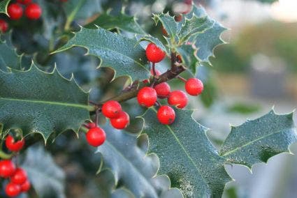  Gewone Hulst (Ilex Aquifolium)
