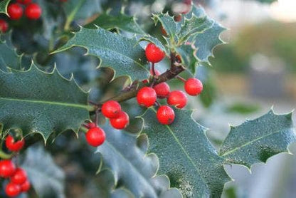  Gewone Hulst (Ilex Aquifolium)
