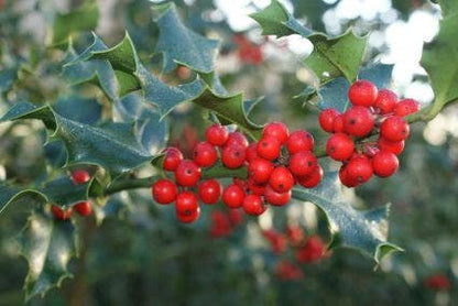  Hulst (Ilex Aquifolium 'Alaska')