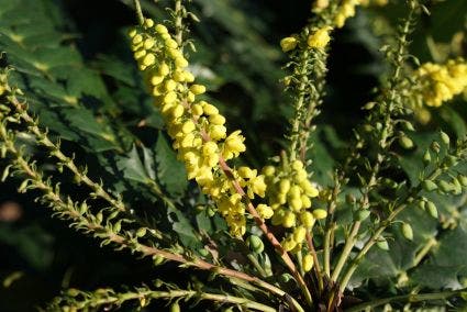  Mahoniestruik (Mahonia Media 'Winter Sun')