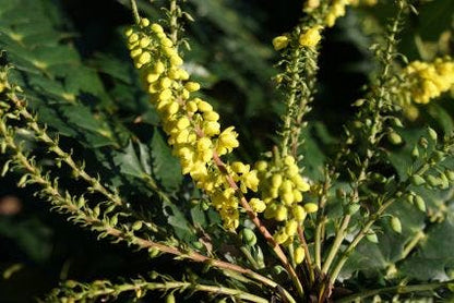  Mahoniestruik (Mahonia Media 'Winter Sun')