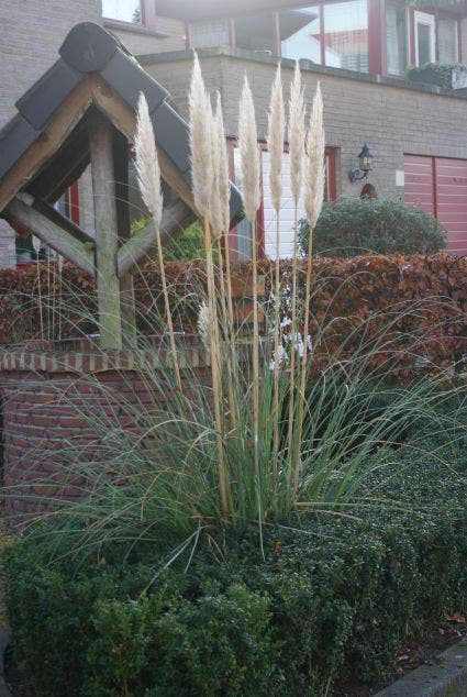  Pampasgras (Cortaderia Selloana 'Pumila')