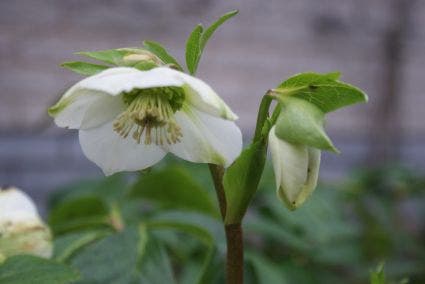  Kerstroos (Helleborus Niger)