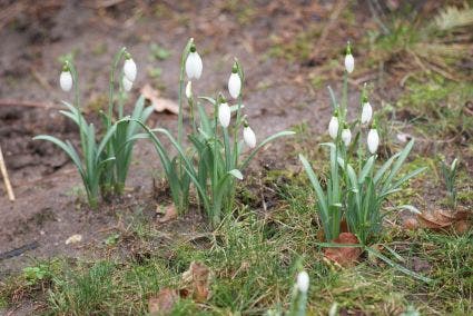  Sneeuwklokjes (Galanthus Nivalis)