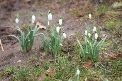  Sneeuwklokjes (Galanthus Nivalis)