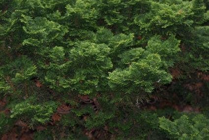  Dwergcypres (Chamaecyparis Obtusa 'Nana Gracilis')
