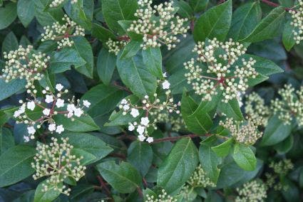  Groenblijvende Sneeuwbal (Viburnum Tinus 'Eve Price')