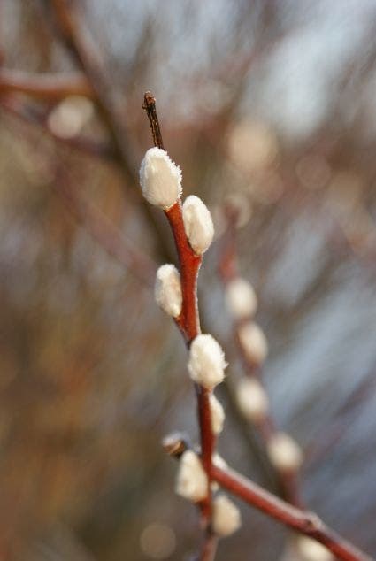  Treurwilg Op Stam (Salix Caprea 'Kilmarnock')
