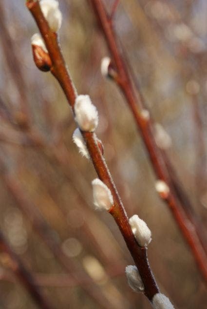  Treurwilg Op Stam (Salix Caprea 'Kilmarnock')
