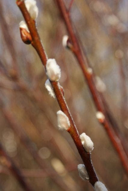  Treurwilg Op Stam (Salix Caprea 'Kilmarnock')