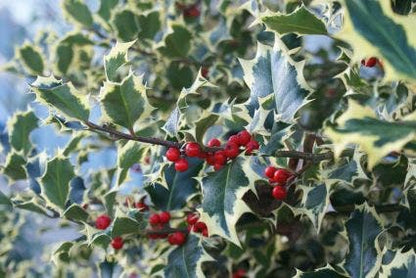  Hulst (Ilex Aquifolium 'Argentea Marginata')