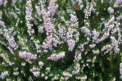  Witte Winterheide (Erica Darleyensis 'White Perfection')