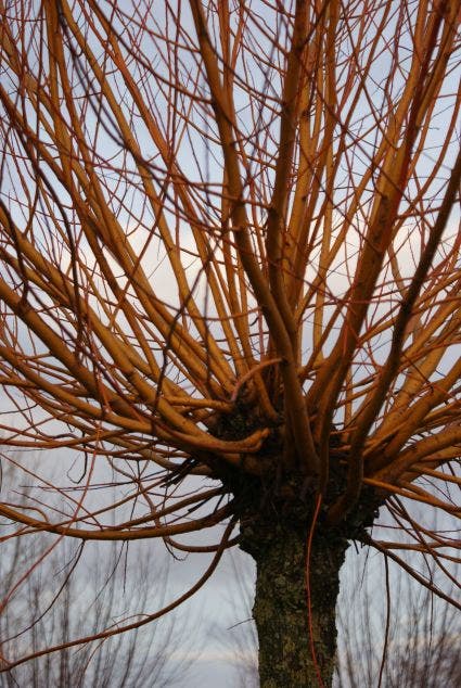  Knotwilg (Salix Alba 'Chermesina')