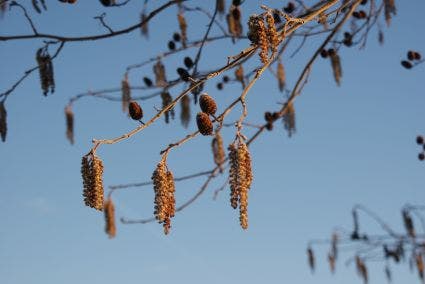  Hartbladige Els (Alnus Cordata)