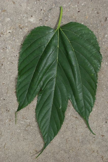  Dakmoerbei (Morus Alba 'Macrophylla')