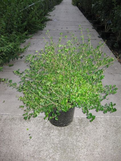  Dwerg Sering (Syringa Meyeri 'Palibin')