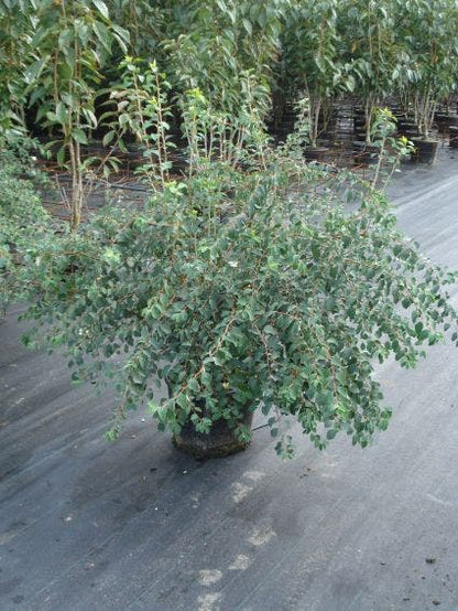  Spierstruik (Spiraea Vanhouttei)