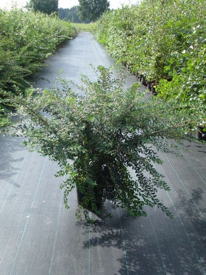  Spierstruik (Spiraea Nipponica 'Snowmound')