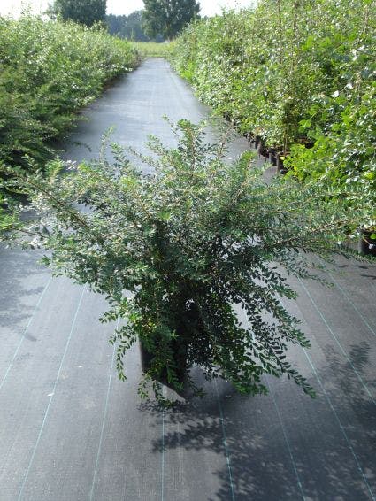  Spierstruik (Spiraea Nipponica 'Snowmound')