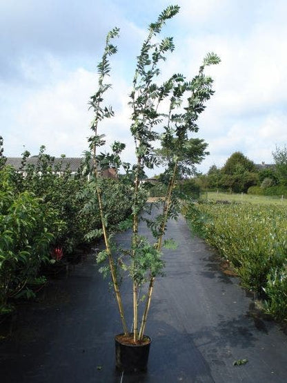  Gewone Lijsterbes (Sorbus Aucuparia)