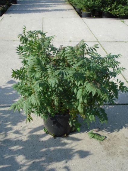  Lijsterbesspirea (Sorbaria Sorbifolia 'Sem')