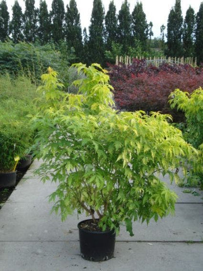  Vlier (Sambucus Racemosa 'Plumosa Aurea')