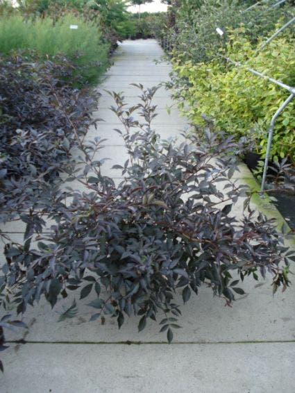  Zwarte Vlier (Sambucus Nigra 'Black Beauty')