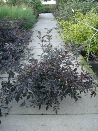  Zwarte Vlier (Sambucus Nigra 'Black Beauty')