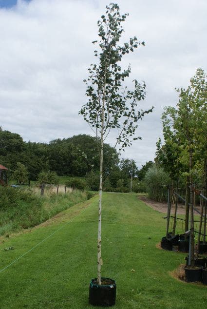  Witte Berk (Betula Utilis 'Doorenbos')