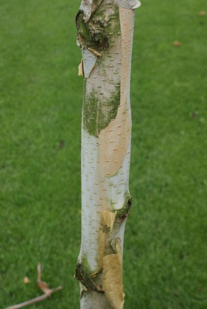  Witte Berk (Betula Utilis 'Doorenbos')