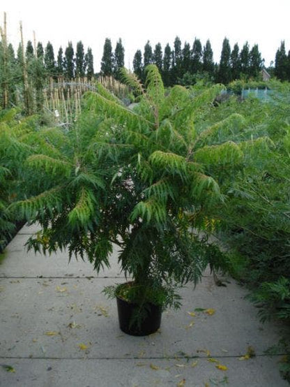  Fluweelboom, Struik (Rhus Typhina 'Dissecta' (Laciniata))