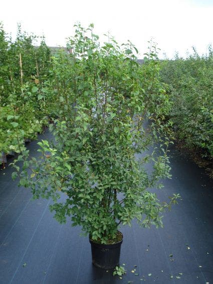  Sleedoorn, Bosplantsoen (Prunus Spinosa)