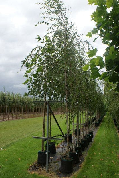  Treurberk (Betula Pendula 'Tristis')