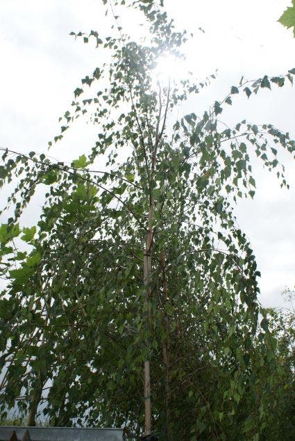  Treurberk (Betula Pendula 'Tristis')