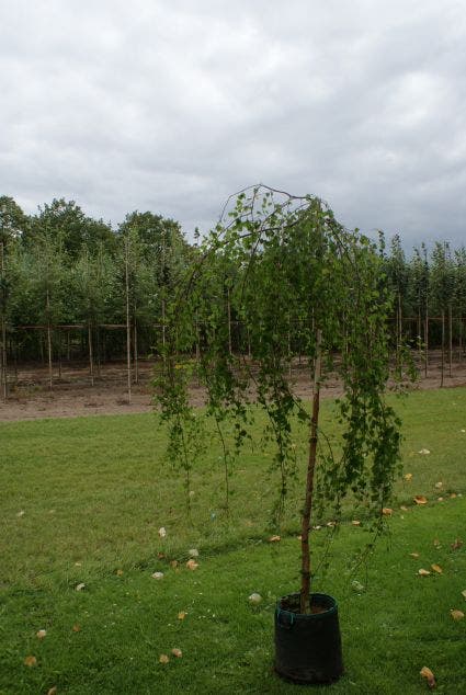  Prieelberk (Betula Pendula 'Youngii')