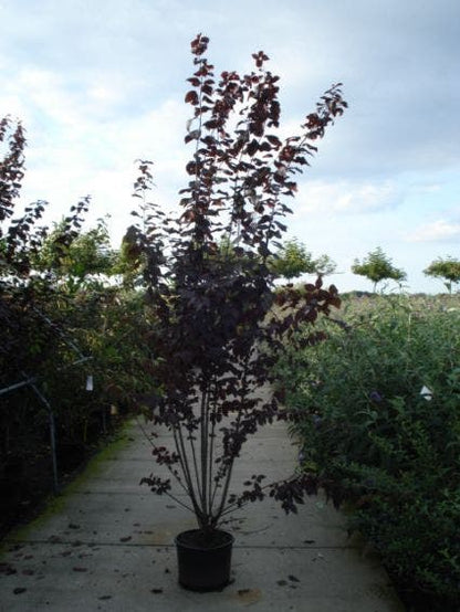  Rode Kerspruim Als Struik (Prunus Cerasifera 'Nigra')