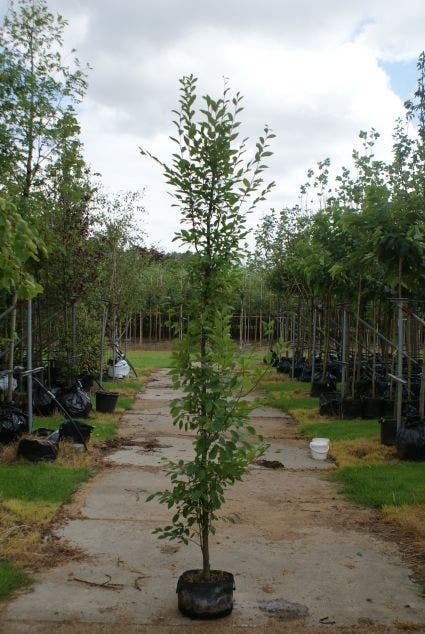  Haagbeuk (Carpinus Betulus 'Fastigiata')