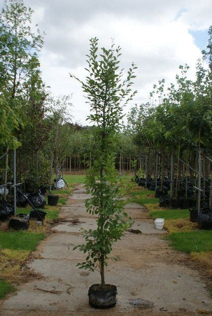  Haagbeuk (Carpinus Betulus 'Fastigiata')