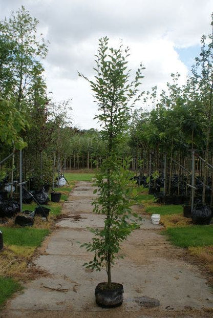  Haagbeuk (Carpinus Betulus 'Fastigiata')