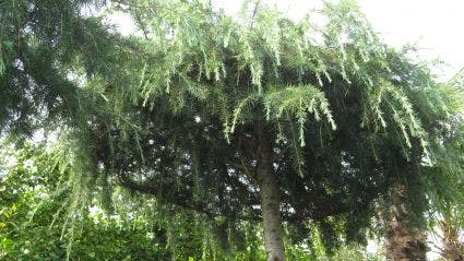  Ceder Als Dakboom (Cedrus Deodara 'Pendula')