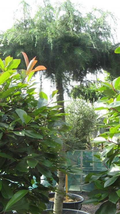  Ceder Als Dakboom (Cedrus Deodara 'Pendula')