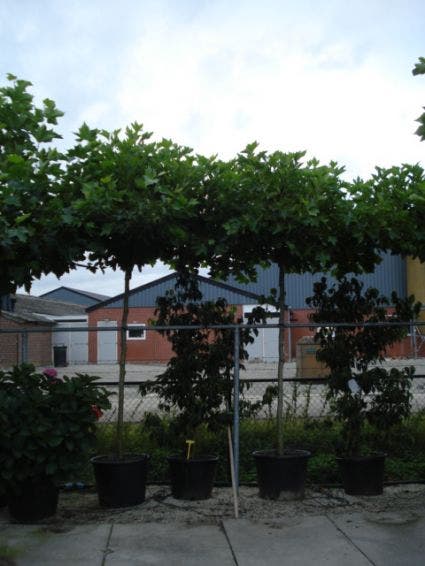  Bolplataan (Platanus 'Alphen's Globe')