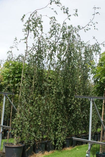  Treurbeuk (Fagus Sylvatica 'Pendula')