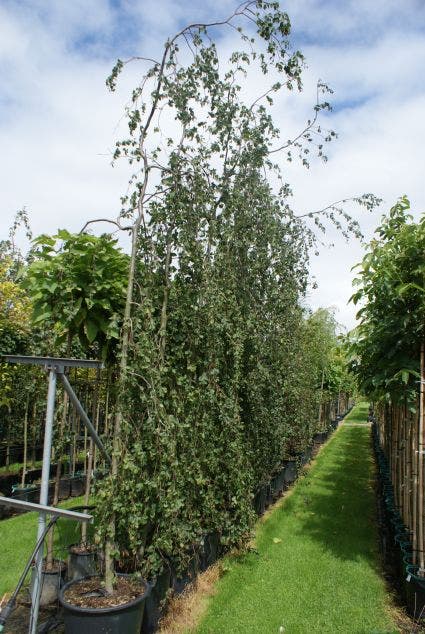  Treurbeuk (Fagus Sylvatica 'Pendula')