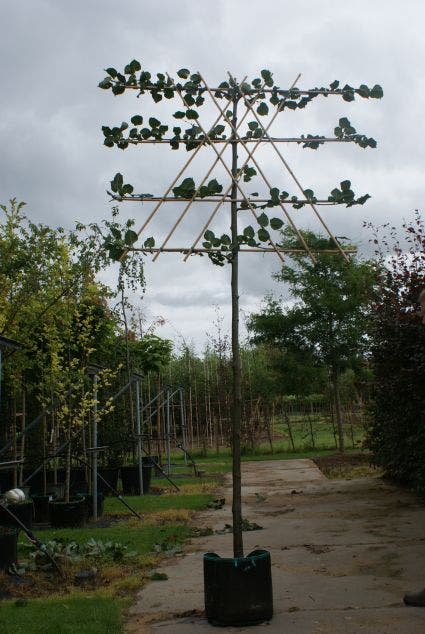  Leilinde (Tilia Vulgaris 'Pallida')