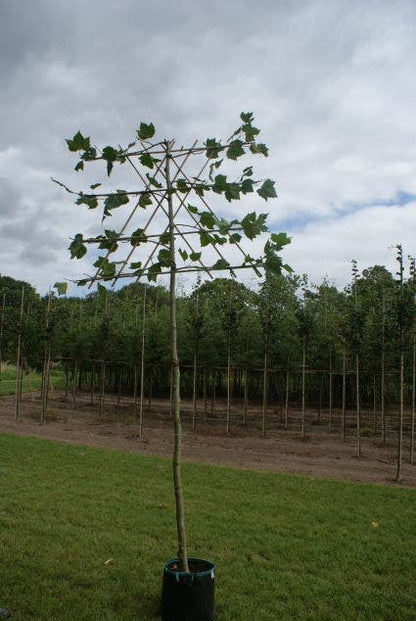  Leiplataan (Platanus Hispanica)