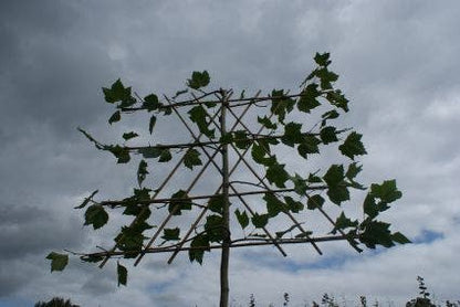  Leiplataan (Platanus Hispanica)